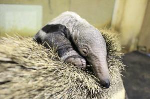 赤ちゃん 赤ちゃん