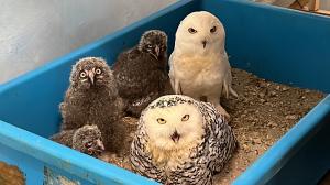 生産終了・希少　WDCC フクロウ 生産終了・希少 WDCC フクロウ 生産終了・希少 WDCC フクロウ フィギュア