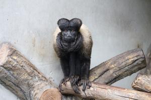 ヒゲサキ「クミン」1 ヒゲサキ「クミン」1