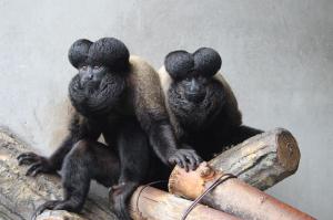 ヒゲサキ「クミン」2 ヒゲサキ「クミン」2