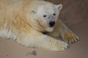 ホッキョクグマ