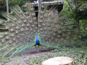 インドクジャク