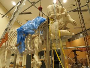 シャンティ骨格標本製作中画像