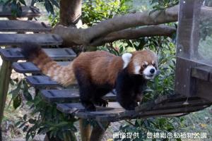 【画像提供:豊橋総合動植物公園】レッサーパンダ「守守(ショウショウ)」