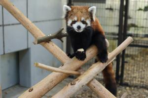 かずのこ(静岡市立日本平動物園) (2)