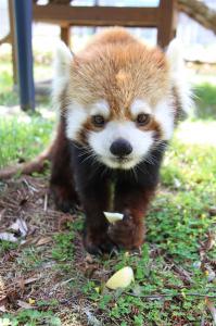 レッサーパンダ「タク」2