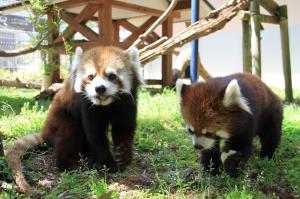 レッサーパンダ 左「タク」、右「シー」