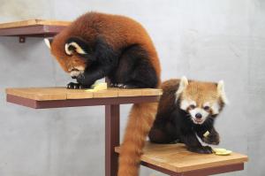 レッサーパンダ 左「ホーマー」、右「タク」