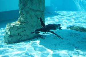 フンボルトペンギン「リョウ」①