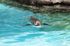 フンボルトペンギン「リョウ」②