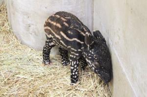 マレーバク赤ちゃん2