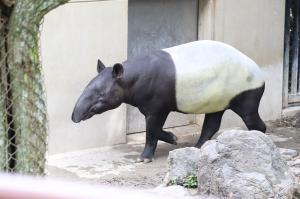 マレーバク「オリヒメ」