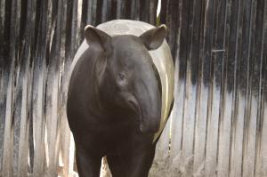 マレーバク「フタバ」