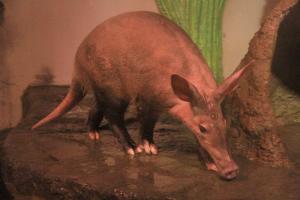 ツチブタ「フラハ(♀)」3