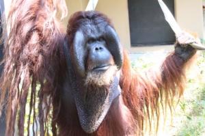 オランウータン「ジュリー」写真2