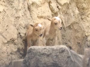 バーバリシープ赤ちゃん1