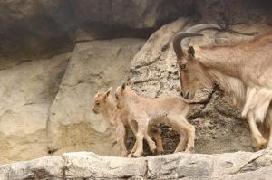 バーバリシープ赤ちゃん2