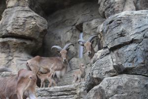 バーバリシープ赤ちゃん3