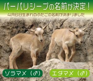 バーバリシープ名前決定①