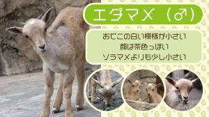 バーバリシープ名前決定②