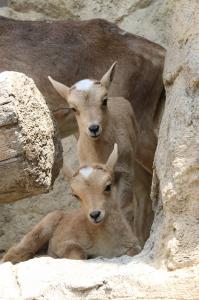 ソラマメ(上)とエダマメ(下)