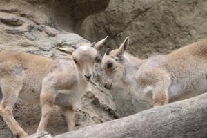 エダマメ(左)とソラマメ(右)