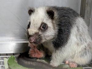 ウスイロホソオクモネズミ2