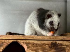 ウスイロホソオクモネズミ3