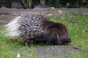 もぐもぐヤマアラシ