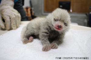 7日齢① 7日齢①