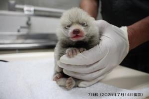 7日齢② 7日齢②