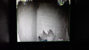 巣箱内の様子 巣箱内の様子