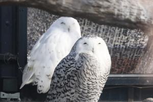 シロフクロウ