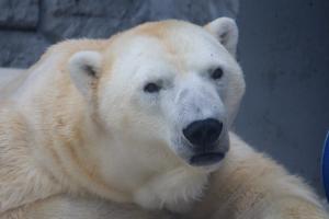 ホッキョクグマ「ロッシー」 ホッキョクグマ「ロッシー」
