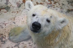 ホッキョクグマ「バニラ」 ホッキョクグマ「バニラ」