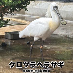 クロツラヘラサギ