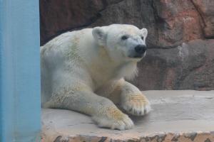 ホッキョクグマ「バニラ」 ホッキョクグマ「バニラ」