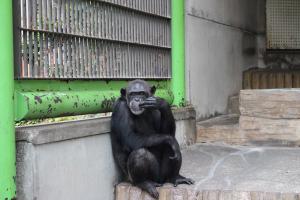 チンパンジー「ヨシミ」2 チンパンジー「ヨシミ」2