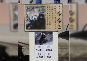 レッサーパンダ命名看板