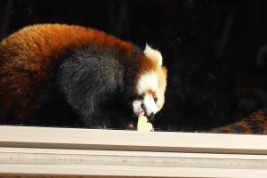 リンゴを食べるレッサーパンダ「ななこ」