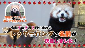 【日本平動物園】レッサーパンダの名前が決定しました!