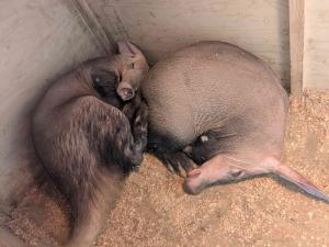 ツチブタ2 ツチブタ2