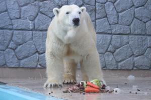 静岡市立 日本平動物園｜お知らせ