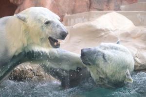 静岡市立 日本平動物園｜お知らせ