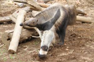 オオアリクイ「フジオ」② オオアリクイ「フジオ」②