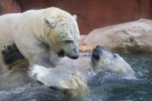 ホッキョクグマ