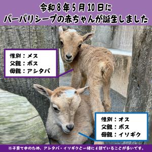 バーバリシープの赤ちゃんが誕生しました