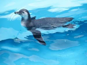フンボルトペンギン