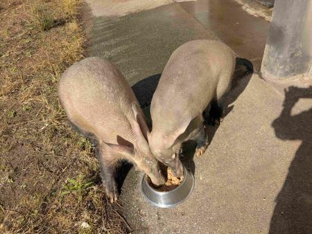 ツチブタ1 ツチブタ1