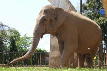 ダンボ1 ダンボ1